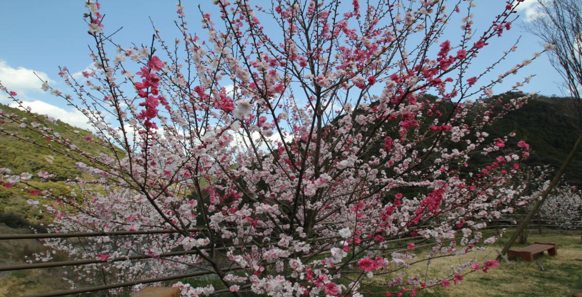 引地橋の桜