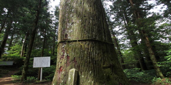 杉原神社の大杉