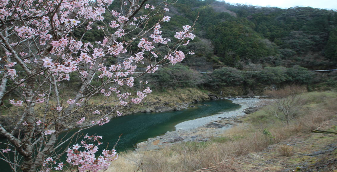 桜と仁淀川